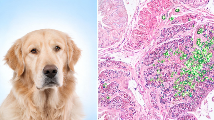 pd-l1-emerges-as-key-survival-marker-in-aggressive-canine-gastric-cancer