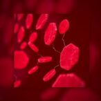dried-blood-spots-reliably-quantify-hbv-dna-and-detect-hbeag