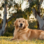 largest-study-of-its-kind-reveals-how-australian-dogs-fare-against-lymphoma