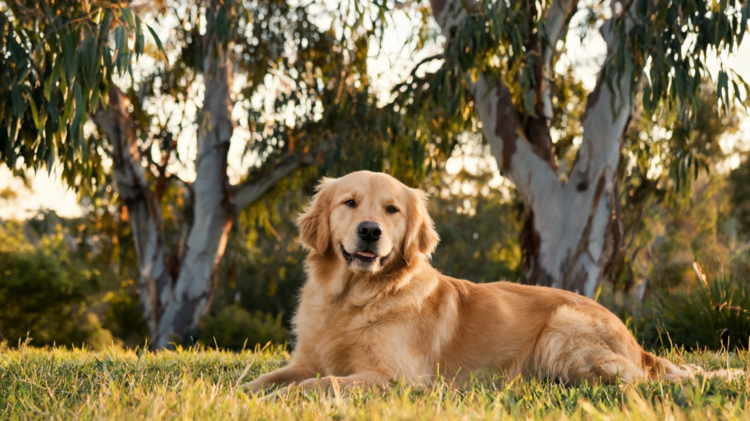 largest-study-of-its-kind-reveals-how-australian-dogs-fare-against-lymphoma