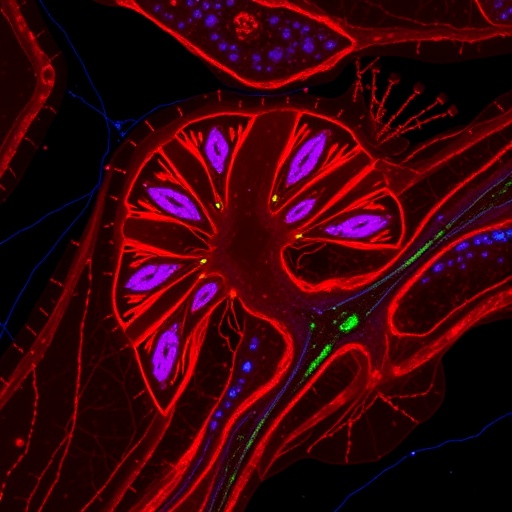 losing-desmoplakin-in-lung-epithelium-triggers-fibrotic-wnt-signaling-in-vitro