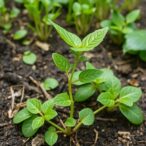 invasive-plant-growth-shaped-by-soil-microbes-and-local-leaf-inputs