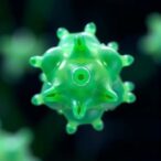 agcl-nanoparticles-from-dual-extracts:-bioactivity,-ecotoxicity,-molecular-mechanisms
