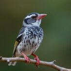 zebra-finches-restructure-scrambled-songs,-revealing-universal-linguistic-laws