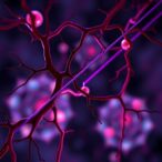 epigenetic-switching-in-blood-vessels-guides-cancer-immunotherapy-readiness