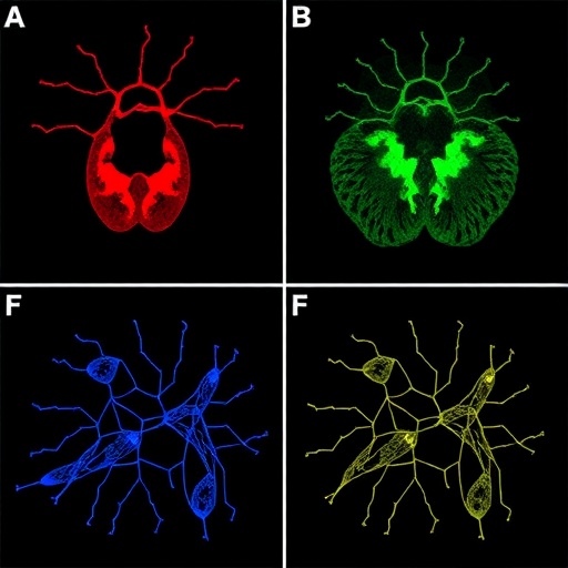 thyroid-cancer-mutations-drive-distinct-dedifferentiation-paths-and-stromal-interactions