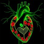 heart-unloading-boosts-cardiomyocyte-regeneration-via-epicardial-nrg1–erbb4-pathway
