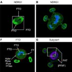 fto-loss-protects-vascular-cells-in-obesity-hypertension-via-ndrg1-methylation
