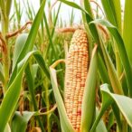 efficient-maize-varieties-could-boost-global-yields-and-cut-nitrogen-losses