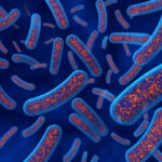 micro-bladder-model-demonstrates-how-phage-therapy-could-help-to-reduce-recurrent-utis