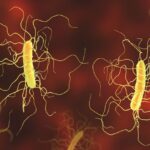 c.-difficile-have-lasting-effects-on-the-infant-gut,-challenging-long-held-assumption