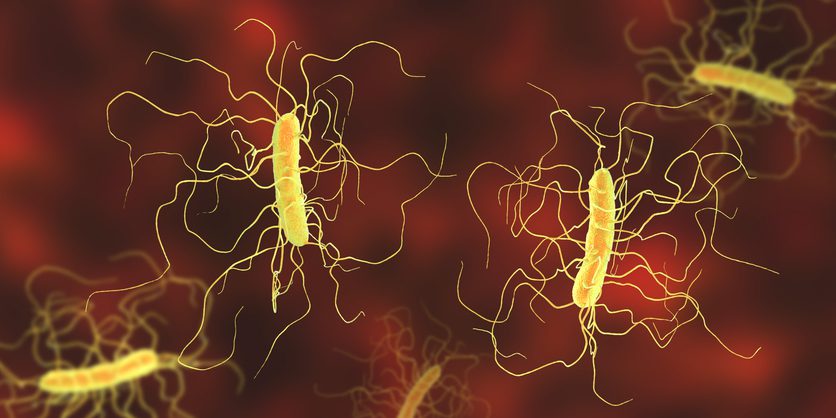 c.-difficile-have-lasting-effects-on-the-infant-gut,-challenging-long-held-assumption