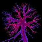 fractal-analysis-tracks-structural-changes-in-cultured-neurons