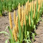 sorghum-cold-tolerance-genes-vary-by-growth-stage,-revealing-trade-offs