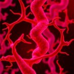 3′-sialyllactose-curbs-atherosclerosis-via-gut-immune-cardiovascular-axis-in-mice