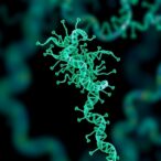 new-mfcamnet-predicts-mirna-disease-links-via-cascade-attention