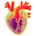 human-mitral-valve-cells-show-distinct-3d-remodeling-in-prolapse