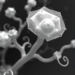 novel-bradyrhizobium-isolate-reveals-nodd1’s-role-in-legume-symbiosis