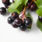 mulberry-anthocyanins-ease-insomnia-through-the-gut–brain-axis,-study-shows
