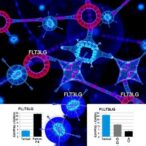 gamma-chain-cytokines-drive-flt3lg,-fostering-regulatory-like-cd4-t-cells-in-breast-cancer