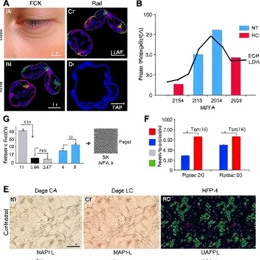 17(s)-hdha-counters-uvb-induced-skin-aging-via-egfr/mapk-pathway-regulation