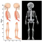 multi-institutional-study-benchmarks-human-variability-in-pediatric-bone-age-ai