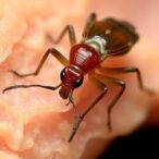 mouthparts-of-cadaver-associated-astigmatan-mites-vary-for-feeding-on-flesh