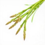 mitochondrial-genome-of-chinese-asparagus-reveals-genetic-secrets-of-its-medicinal-value