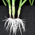 transformer-based-pipeline-enables-scalable-phenotyping-of-rice-root-aerenchyma