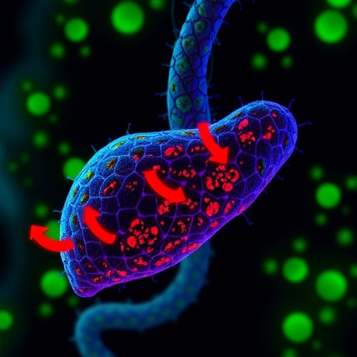 znf143-drives-fatty-liver-disease-by-suppressing-mitophagy-through-smurf1/trpv1