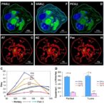 microwave-ablation-plus-anti-lag-3-boosts-cd8+-t-cell-antitumor-immunity