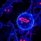 cobimetinib-boosts-calreticulin-and-reshapes-immunity-in-triple-negative-breast-cancer