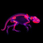 x-ray-fluorescence-mapping-and-quantification-of-metal(loid)s-in-animal-samples