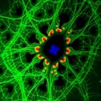 astrocyte-model-of-batten-disease-reveals-mitochondrial-and-metabolic-defects