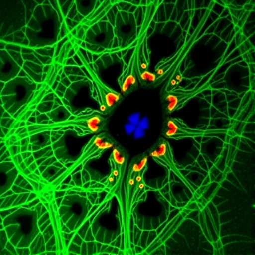 astrocyte-model-of-batten-disease-reveals-mitochondrial-and-metabolic-defects