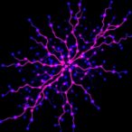 single-cell-maps-reveal-how-enhancers-regulate-their-target-genes