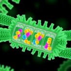membrane-orientation-drives-gapr-1-oligomerization-enabling-beclin-1-interaction