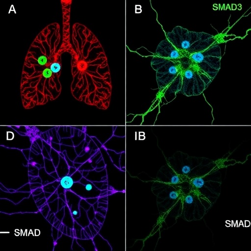dclk1-drives-fibroblast-activation-and-lung-fibrosis-via-smad3-binding