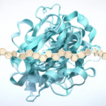 molecular-dynamics-reveal-how-a-fungal-biocontrol-enzyme-grips-chitin