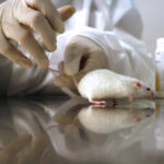 pd-l2-blockade-may-reduce-harmful-aging-cell-buildup