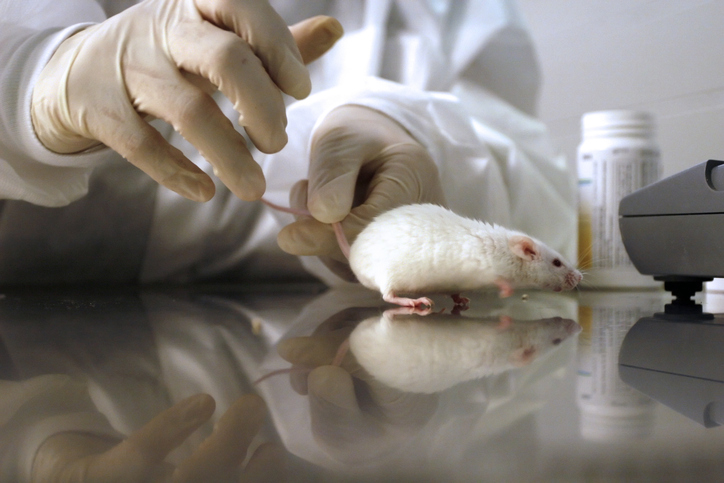 pd-l2-blockade-may-reduce-harmful-aging-cell-buildup