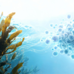 seaweed-metabolites-could-power-the-next-wave-of-microbiome-medicine