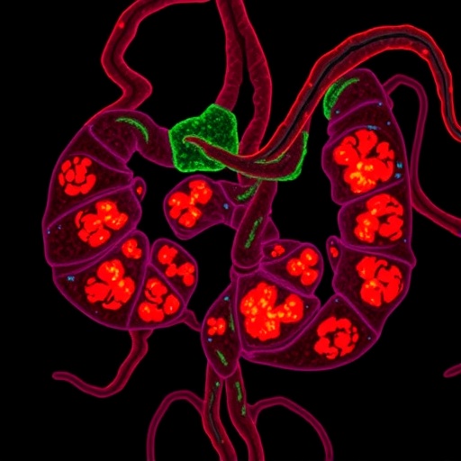 kras-mutation-subtypes-reshape-tumor-microenvironment-and-survival-in-colorectal-cancer