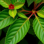 tropical-shrub’s-leaf-extracts-show-power-to-fight-superbugs-and-curb-cow-methane