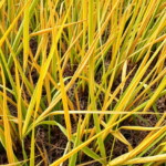 hidden-rna-circles-help-rice-survive-heat-and-drought-together