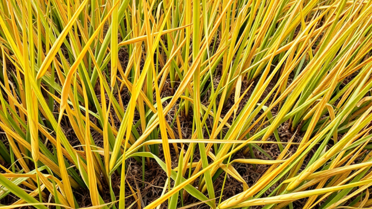 hidden-rna-circles-help-rice-survive-heat-and-drought-together