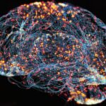 microprotein-atlas-links-brain-immune-cell-dysfunction-to-alzheimer’s