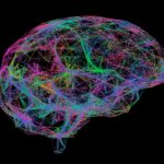 brain-protein-in-mice-offers-insights-into-brain-development-and-adhd