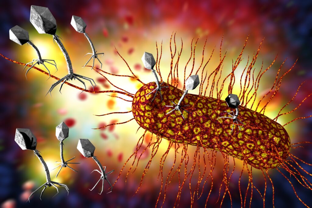 prophylactic-phage-therapy-protects-mice-against-oral-salmonella-infection