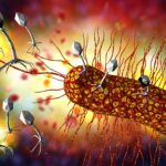 prophylactic-phage-therapy-protects-mice-against-oral-salmonella-infection